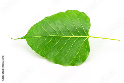 Sacred fig leaf (Ficus religiosa L. , Pipal Tree, Bohhi Tree on white background photo