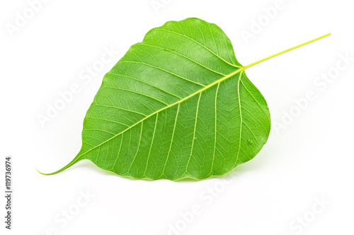 Sacred fig leaf (Ficus religiosa L. , Pipal Tree, Bohhi Tree on white background