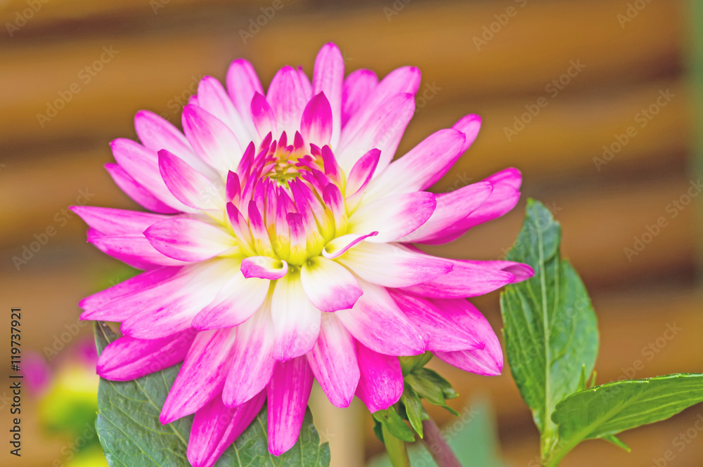 Fototapeta premium Pink Dhalia flower in the summer garden on natural light