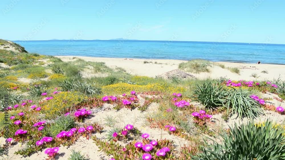 pink flowers in Platamona beach pink flowers in Platamona beach