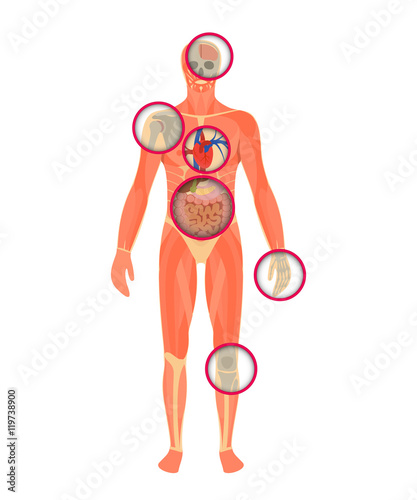 Structure of human body - a look through the scanner.