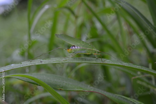 Grasshopper on a green grass