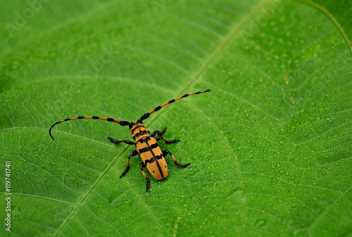 Beetles long antennae walking on a green leaf.
