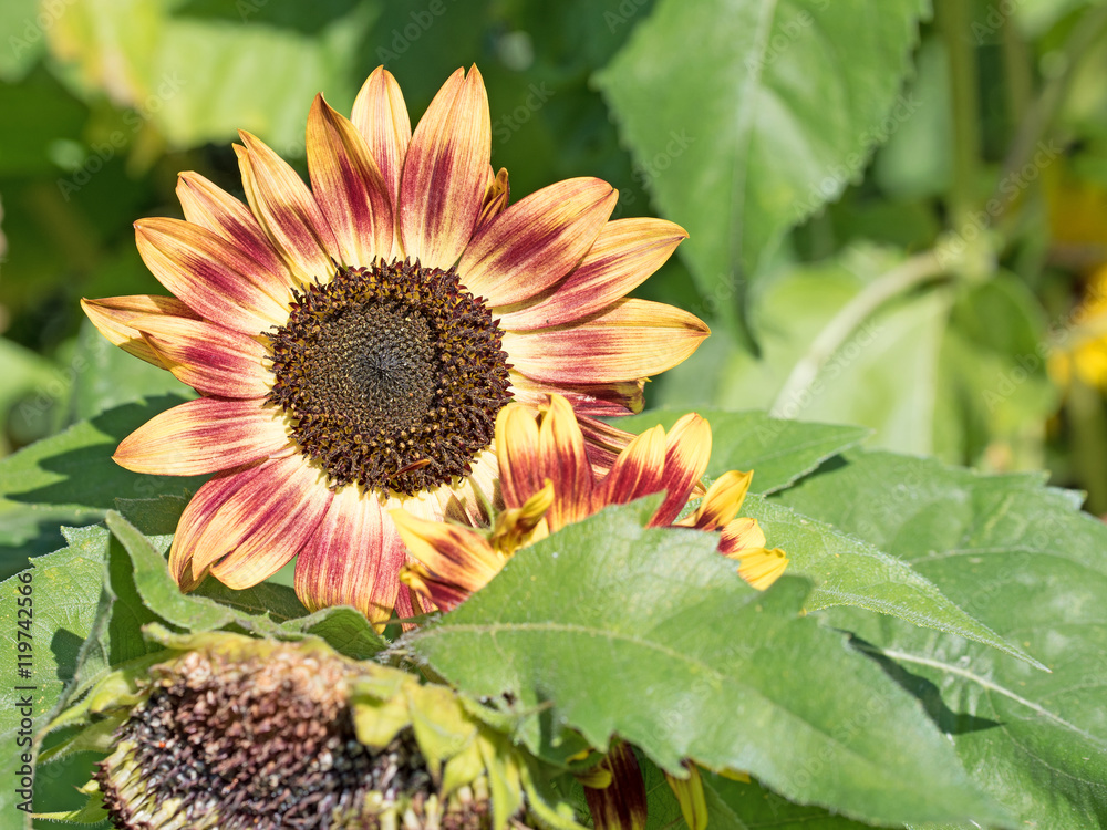 Naklejka premium Sonnenblumen, Helianthus annuus, Sunflowers