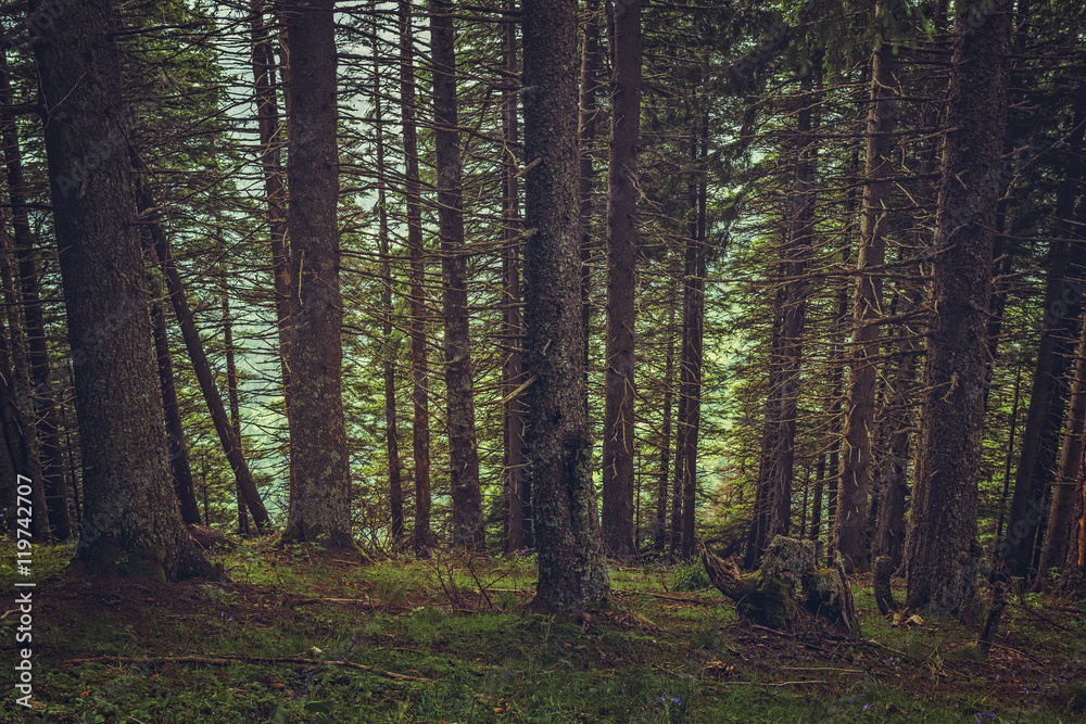 Fototapeta premium Steep slope in a quiet shady spruce forest.