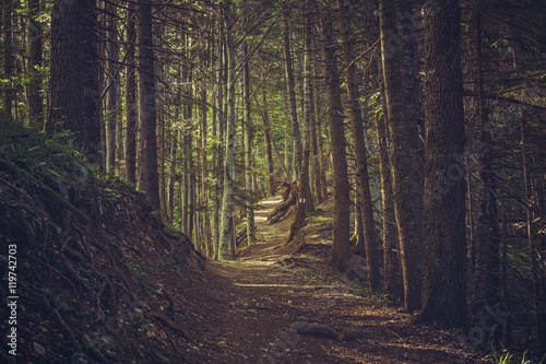 Tableau sur toile Peaceful landscape with sunny hike path in the thick mountain woods