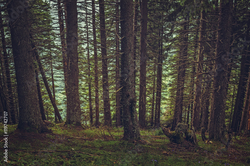 Steep slope in a quiet shady spruce forest.