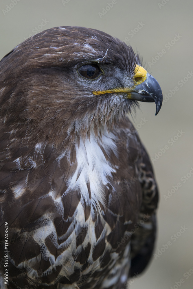 Buzzard portrait