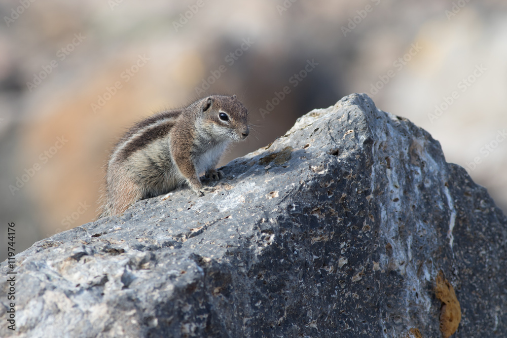 Barbary ground squirrel (atlantoxerus getulus) Barbary ground squirrel (atlantoxerus getulus)