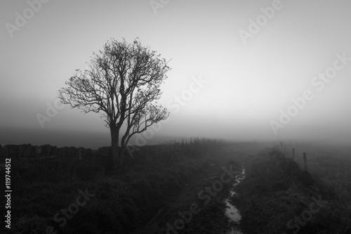 Countryside Fog