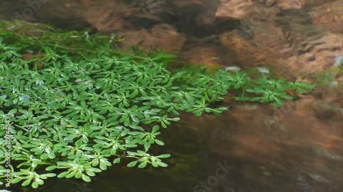 Wassersterne im Bach, Callitriche photo