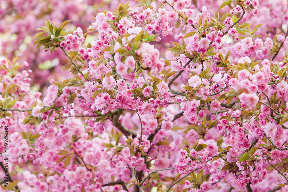 Beautiful pink flowers. lilac flowers. Beautiful pink flowers. lilac flowers.