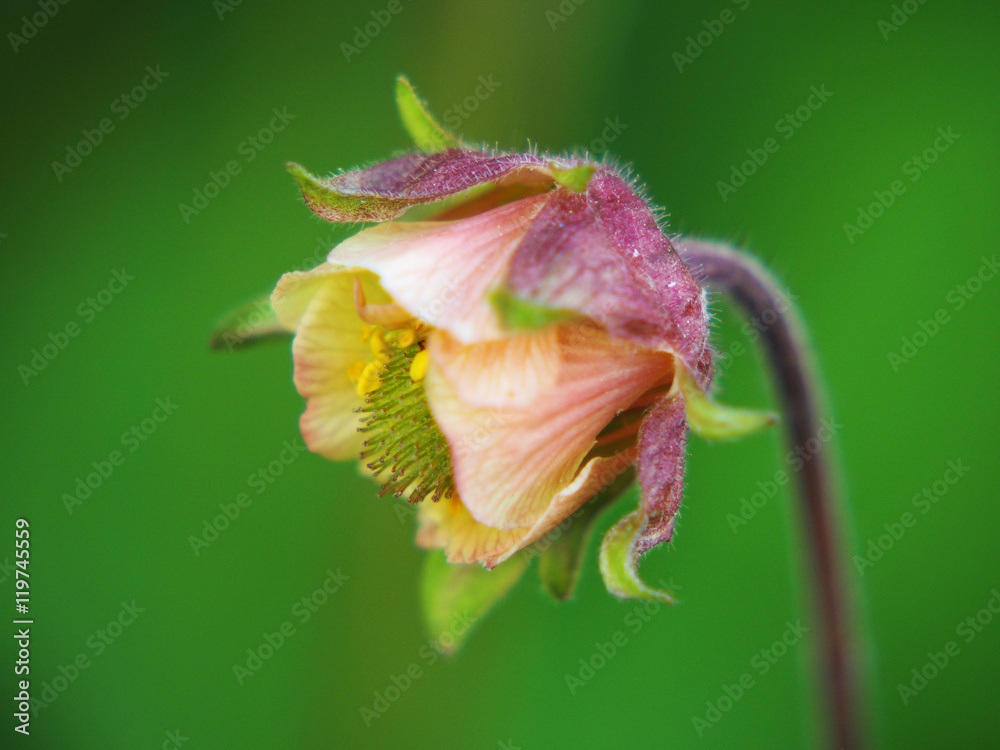 Fototapeta premium Geum Rivale macro