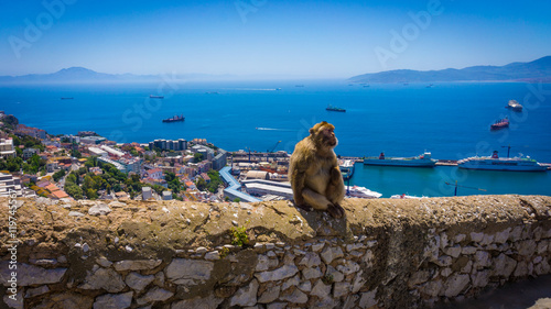 Monkey in Gibraltar