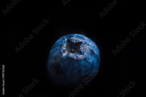 Blueberry isolated on black background. Shallow depth of field.