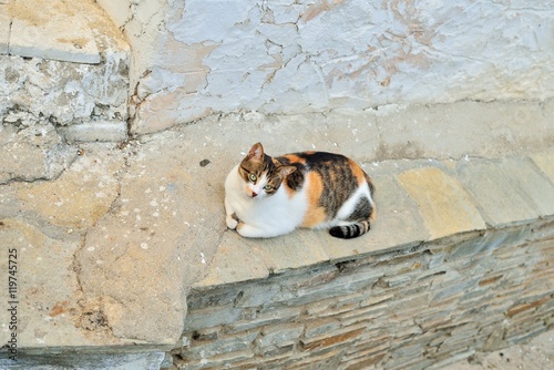 Greek cats. The feline friends are all over Greece just waiting to snap up a tid-bit under the taverna table or find a shady spot to snooze all day...its a cat's life...