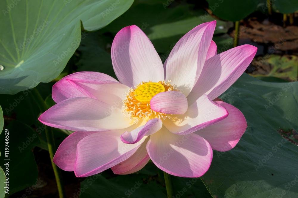 lotus flower inside the big lagoon must go by boat lotus flower inside the big lagoon must go by boat