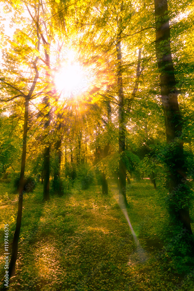 Obraz premium Sun shines through the tree leaves in autumn