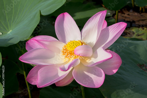 lotus flower inside the big lagoon must go by boat