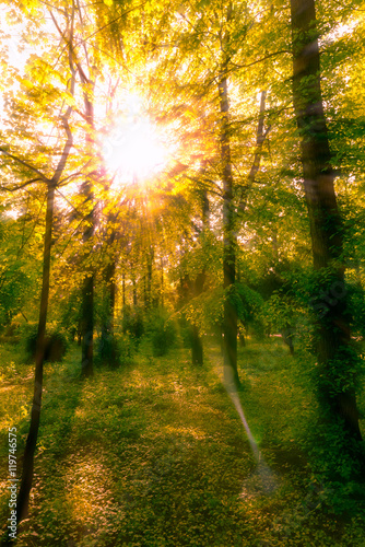 Fototapeta Naklejka Na Ścianę i Meble -  Sun shines through the tree leaves in autumn