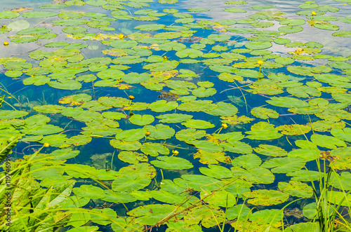 Water lilies on a blue pond