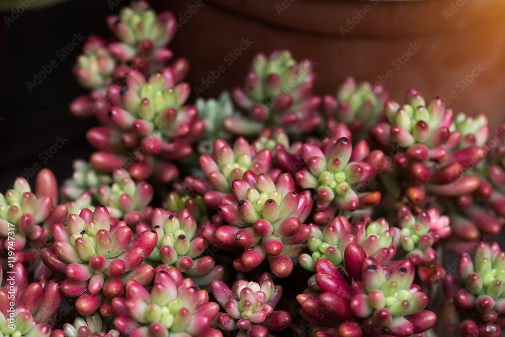  Miniature succulent plants in garden