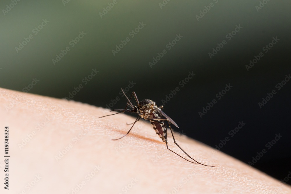Aedes aegypti Mosquito.