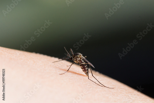 Aedes aegypti Mosquito.