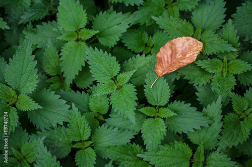 Leaf photo