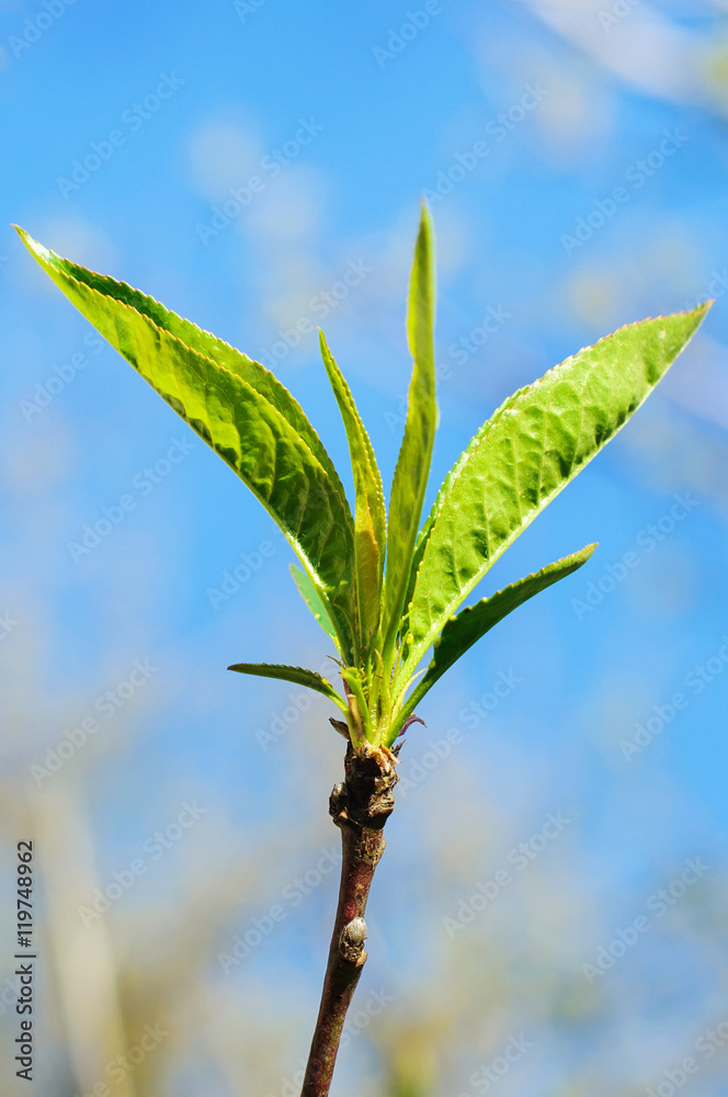 Fototapeta premium soft focus of yong plant