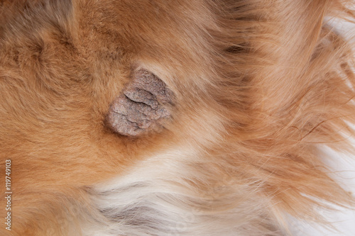 Quadro em tela scabies in brown dog for animal diseases image on white background