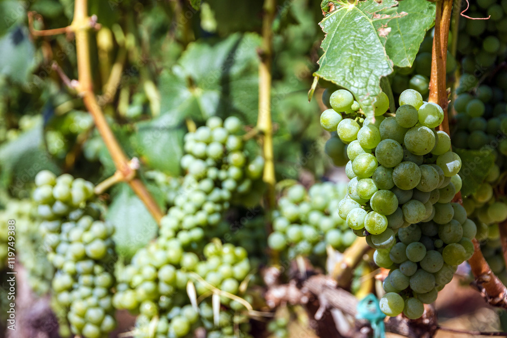 Grape clusters, growing white vine grapes, vineyard Grape clusters, growing white vine grapes, vineyard