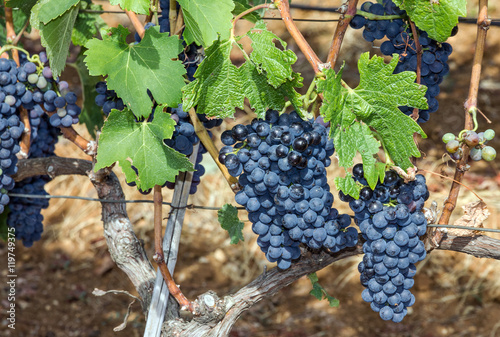 Grape clusters, growing red vine grapes, vineyard