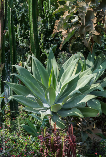 Sharp pointed agave plant leaves