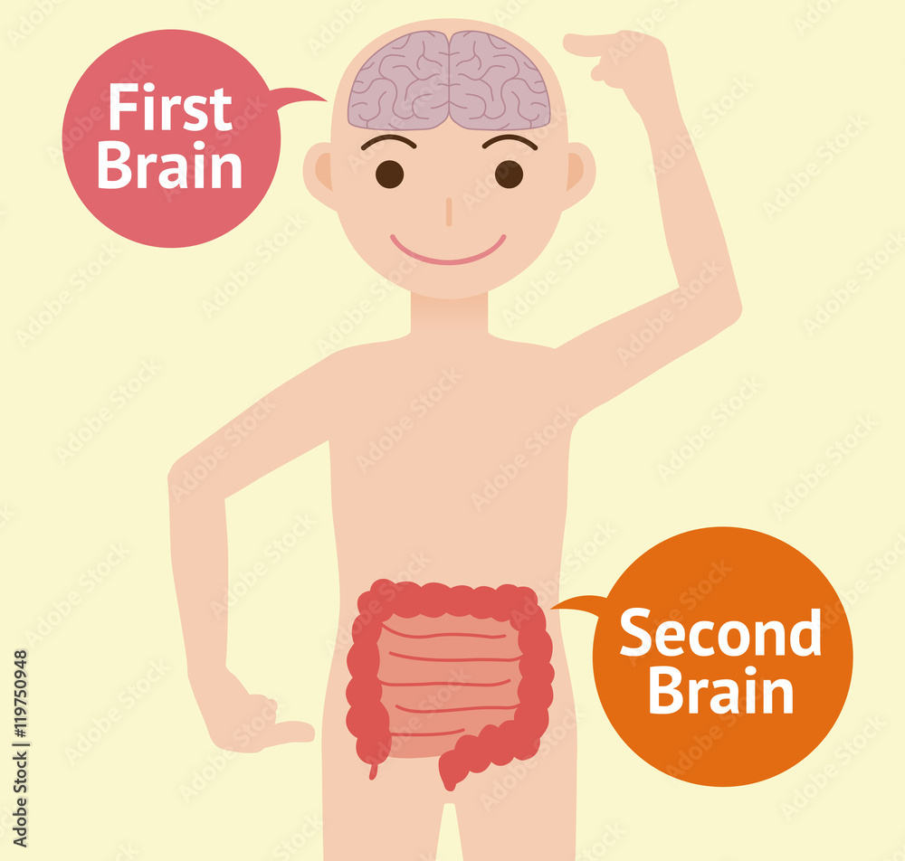 human brain and guts, second brain, vector illustration - obrazy, fototapety, plakaty 