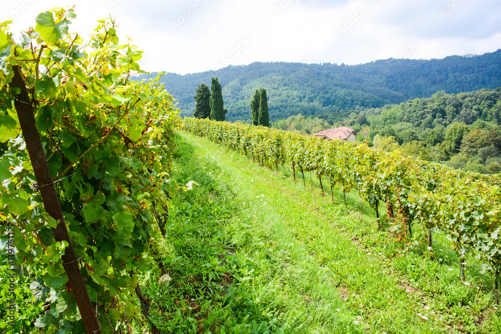 italian mountain vineyard