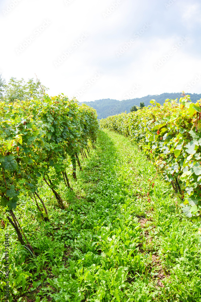 italian mountain vineyard