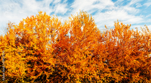 Herbstbäume
