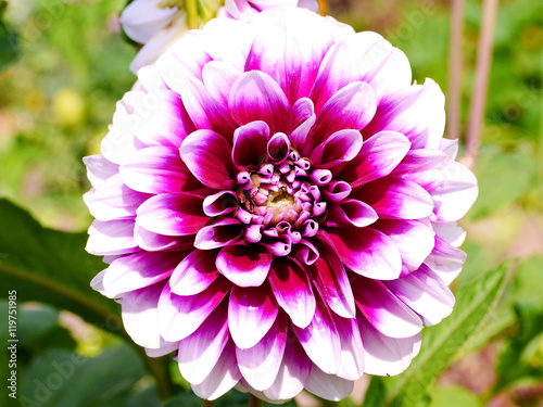 Dahlienbl  te  Dahlia