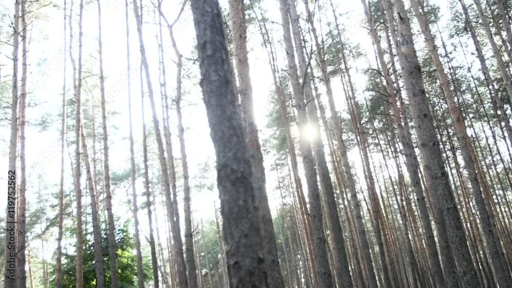 Sun breaks through the pine forest Sun breaks through the pine forest