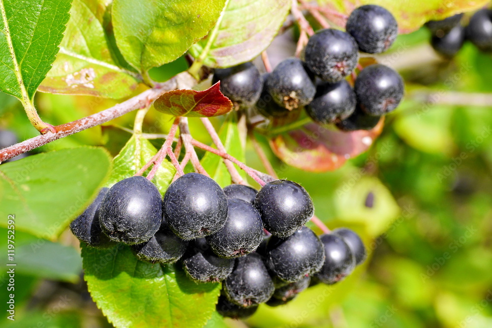 Apfelbeeren am Strauch, aronia melanocarpa Apfelbeeren am Strauch, aronia melanocarpa