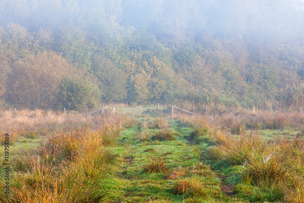 Path in the meadow toward the forest in the morning fog