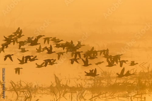 Flock of ducks flying in dawn mist over the lake