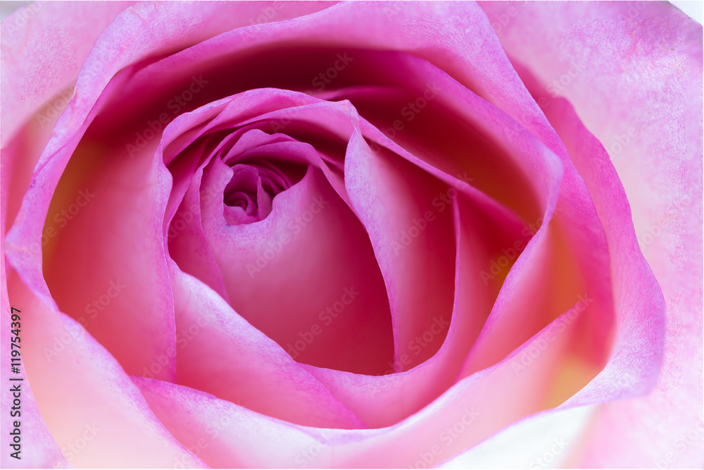 Obraz premium Pink rose close-up can use as wedding background.