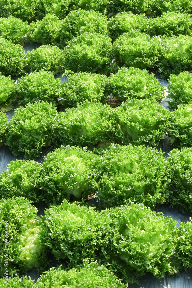 Lettuces in the farm. Lettuces in the farm.