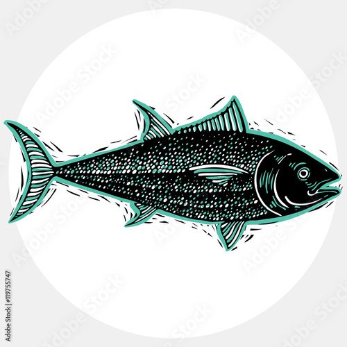 Vector drawing of freshwater fish with fins, underwater life ill