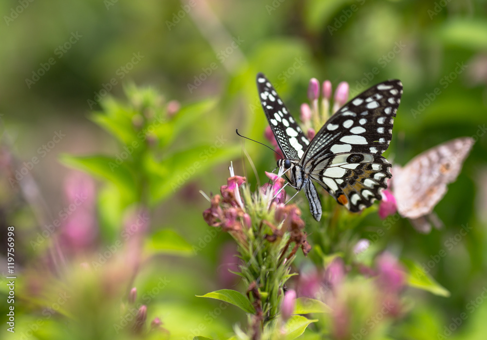 Closeup butterfly on flower Closeup butterfly on flower