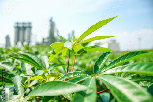field cassava and factory background,soft focus