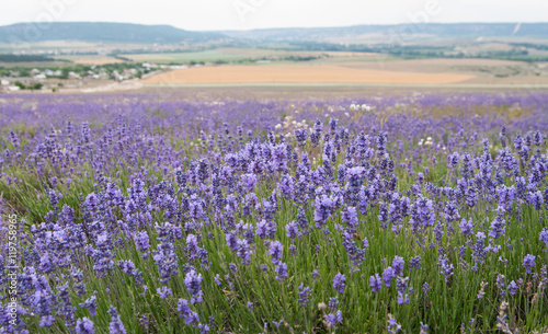 crimean lavender flowers on field background, local focus, shallow DOF © Hgalina