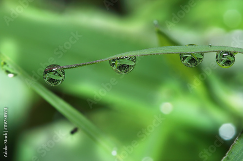 Dew drops on fresh green grass leaves